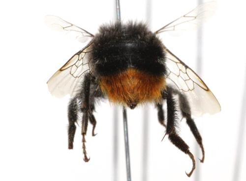 Bombus sp.
